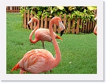 Flamingos (7) * 1024 x 768 * (159KB)